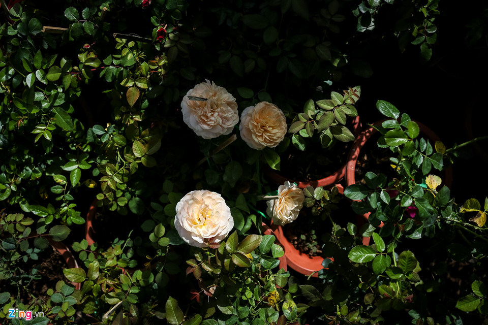 Hoa hồng Sa Đéc cháy hàng trước Tết